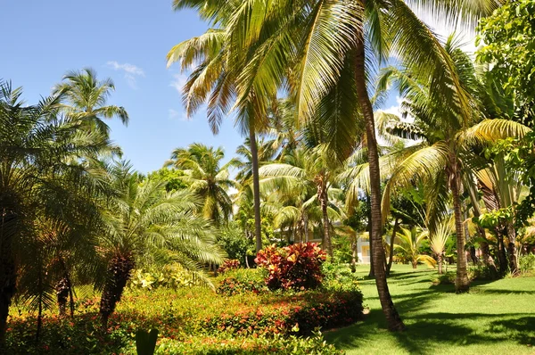 Karaiby ogród — Zdjęcie stockowe