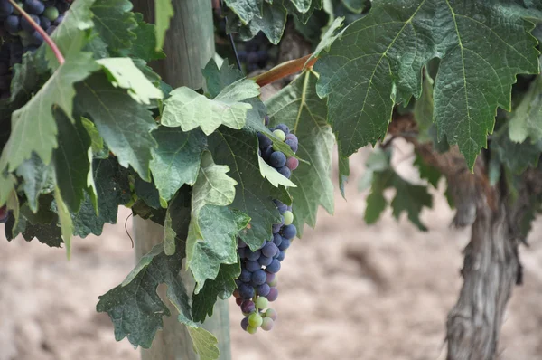 Grape in a grapevine — Stock Photo, Image