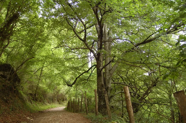 Een bucolische wandelpad in het bos — Stockfoto