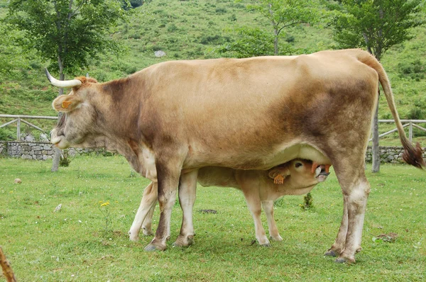 Kälberfütterung von einer Kuh — Stockfoto