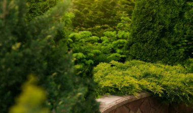 Güzel bahar bahçe tasarımı, kozalaklı ağaçlar, yeşil çim ve eneving güneş ile. Lüks tasarım, Bahçe. Bahar yeşil bahçe