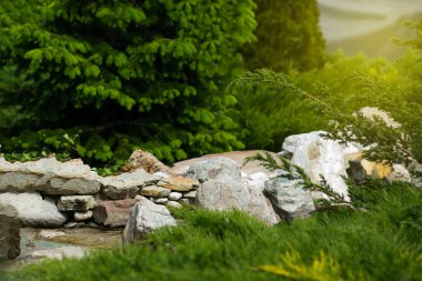 Güzel bahar bahçe tasarımı, kozalaklı ağaçlar, yeşil çim ve eneving güneş ile. Lüks tasarım, Bahçe. Bahar yeşil bahçe