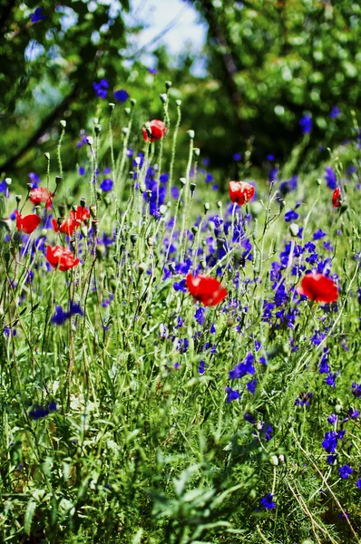 Vallmo blommor — Stockfoto