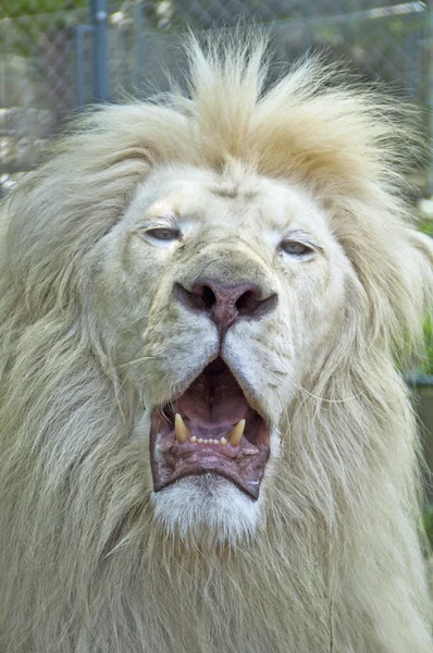 White lion — Stock Photo, Image