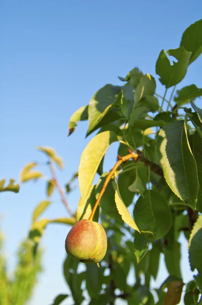 Jeune poire — Photo