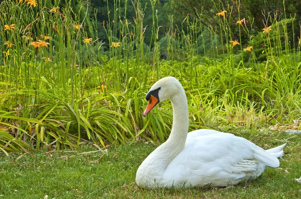 Cisne Branco — Fotografia de Stock