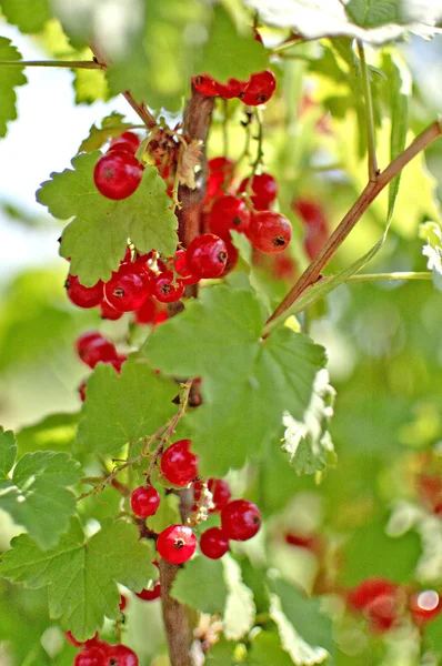 Ripe red currants hanging from bush ready for harvest. — Stock Photo, Image