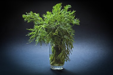 Cam vazo içinde yeşil taze dereotu