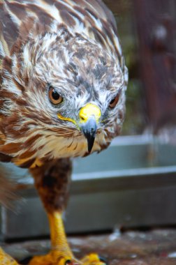 eagle portresi
