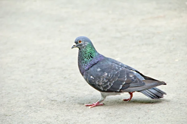 One grey pigeon — Stock Photo, Image