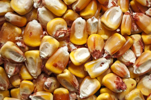 Corn seeds — Stok fotoğraf