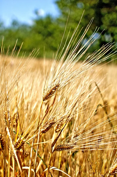 Barley in farm — Stock Photo, Image