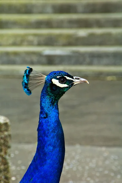 Pavo real azul —  Fotos de Stock