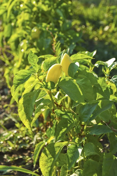 Sarı biber büyüyen bitki — Stok fotoğraf
