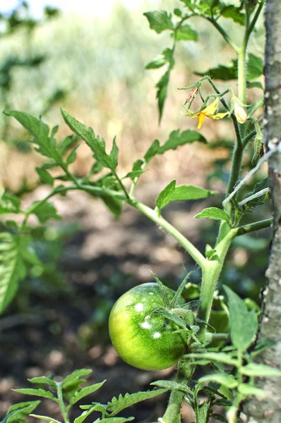 Tomate im Garten — Stockfoto