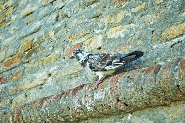 Taube sitzt auf alter Ziegelmauer — Stockfoto