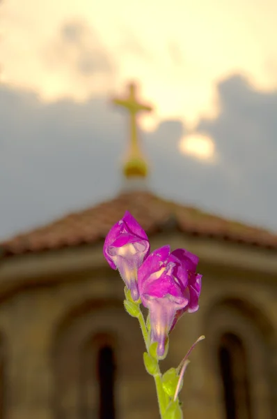 Flor de Snapdragon (antirrrhinum majus ) —  Fotos de Stock