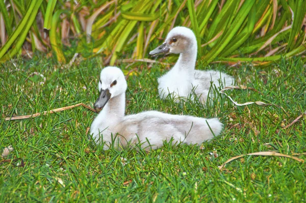 Hermosos cisnes jóvenes —  Fotos de Stock