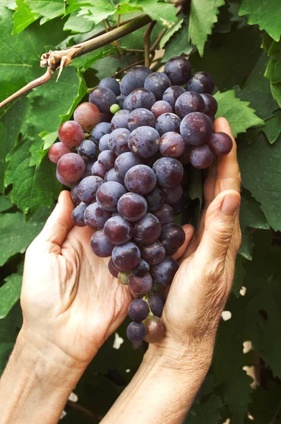 Red grapes in hands — Stock Photo, Image