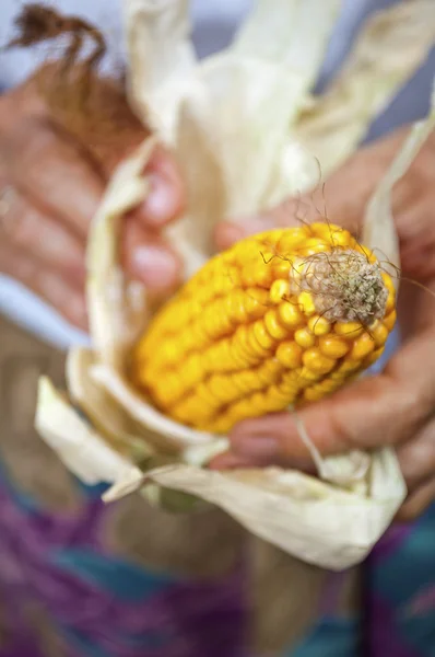 Kukurydza w ręce — Zdjęcie stockowe