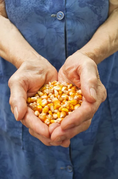 Corn in hands — Stock Photo, Image