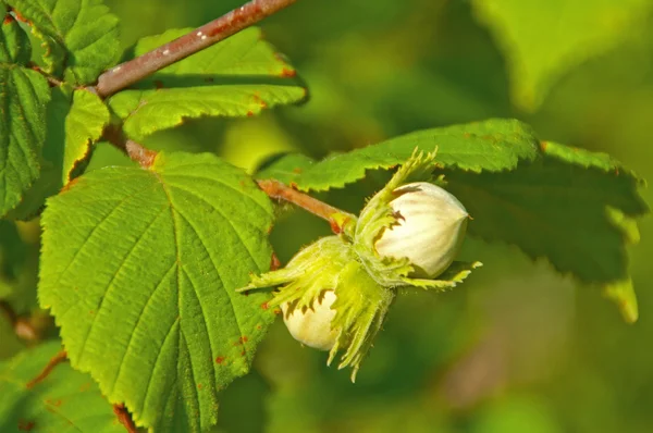 Halzelnuts na stromě — Stock fotografie