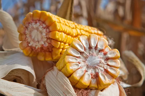 Corn cob — Stock Photo, Image