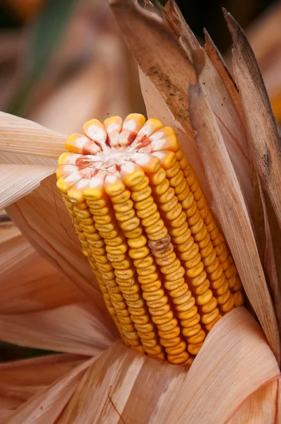 Yellow corn cob — Stock Photo, Image