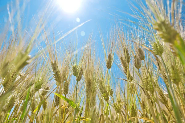 Campo de cevada no verão — Fotografia de Stock