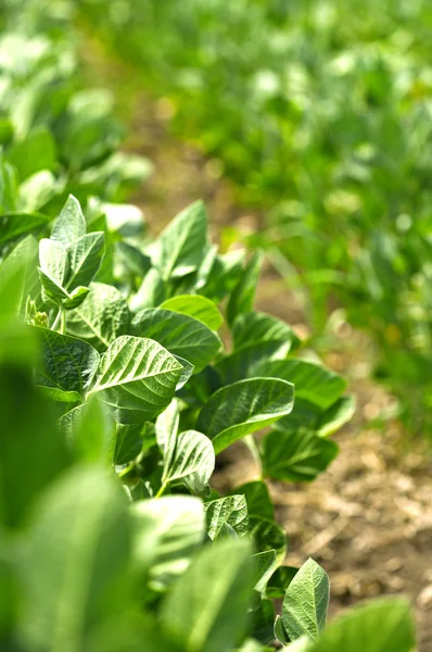 Sojabonen veld — Stockfoto