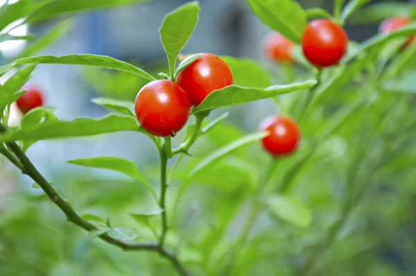 Ornamental peppers — Stock Photo, Image