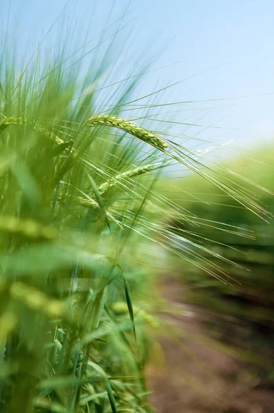 Зелена пшениця подано — стокове фото