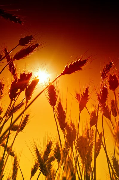 Wheat field — Stock Photo, Image