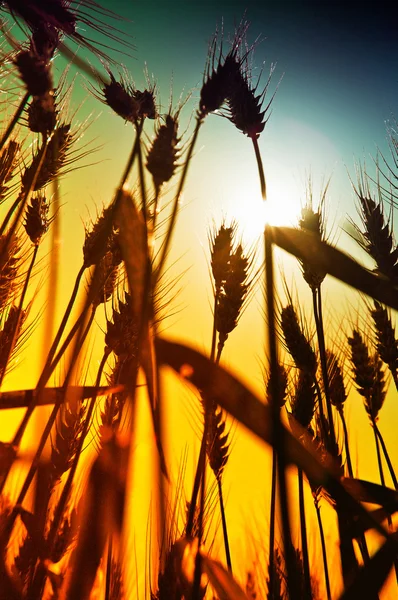 Gelbweizen — Stockfoto