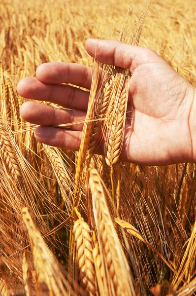 Orelhas de trigo na mão — Fotografia de Stock
