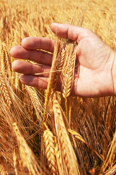 Tarwe oren in de hand — Stockfoto