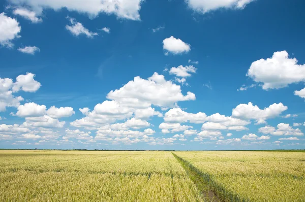 Wheat field — Stock Photo, Image