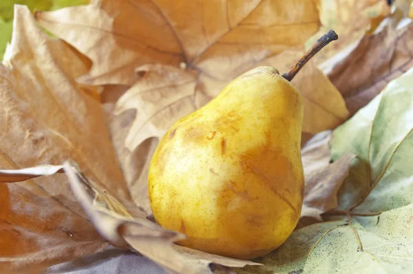 Yellow pear on dry leaves — Stock Photo, Image