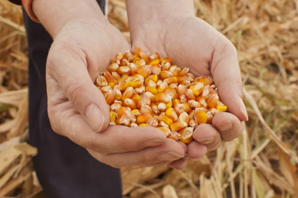 Corn seeds in a female hands — Zdjęcie stockowe