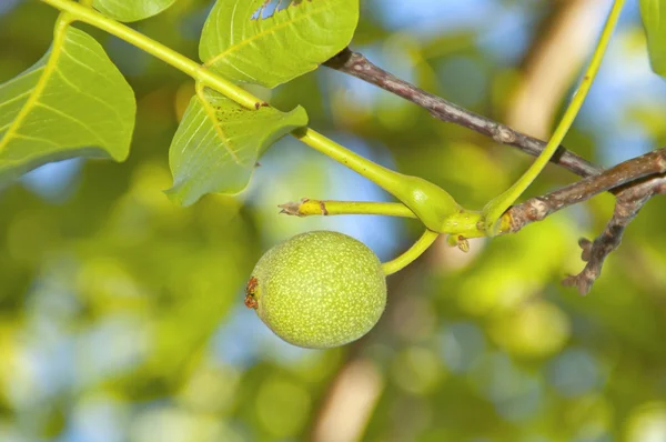 Green walnut growing on a tree — Stock Photo, Image
