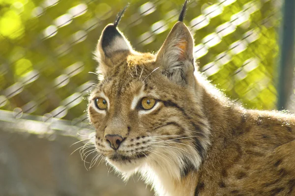 Young female lynx — Stock Photo, Image