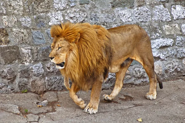 African lion — Stock Photo, Image