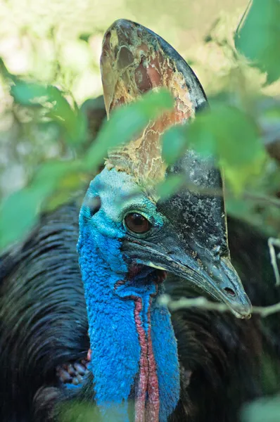 Stor australsk fugl cassowary - Stock-foto