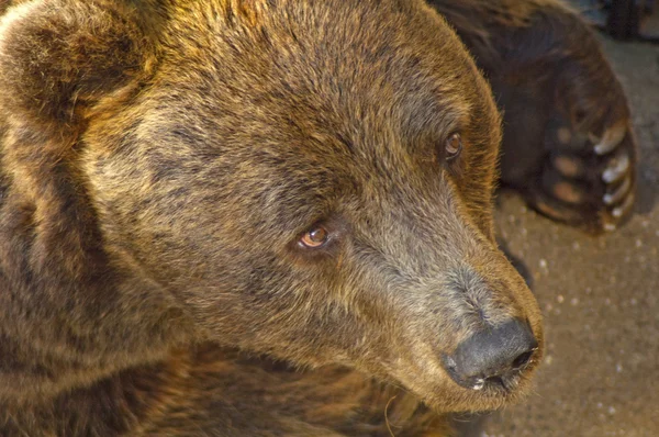 Ritratto di un orso bruno europeo — Foto Stock