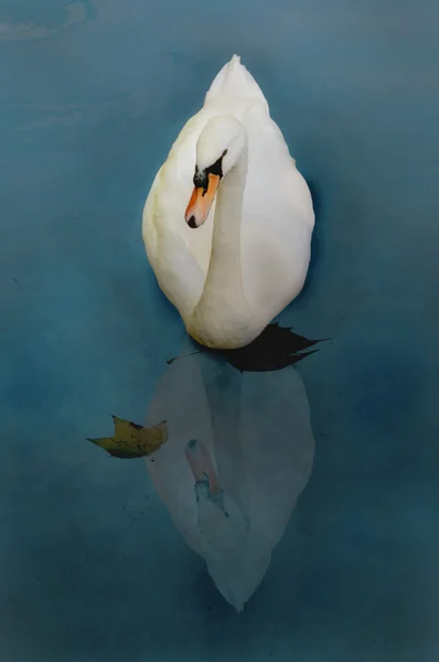 Cisne whit reflexão — Fotografia de Stock