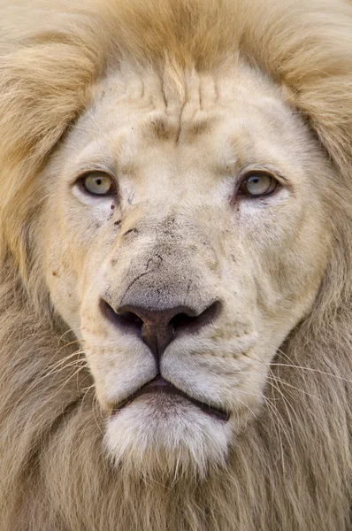 White lion — Stock Photo, Image