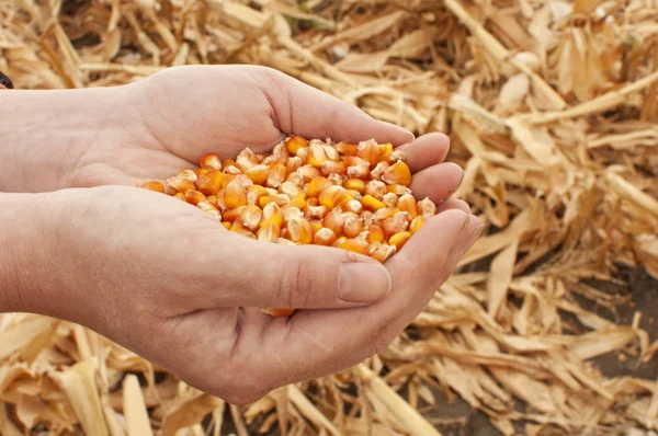 Corn seeds — Stock Photo, Image