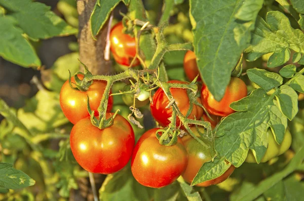 Frische rote Tomaten — Stockfoto