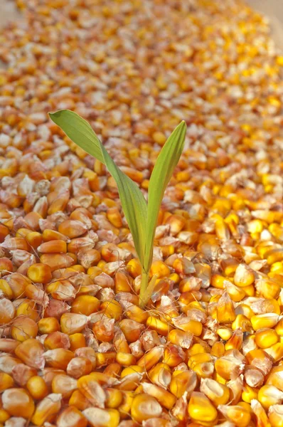 Semilla de maíz — Foto de Stock