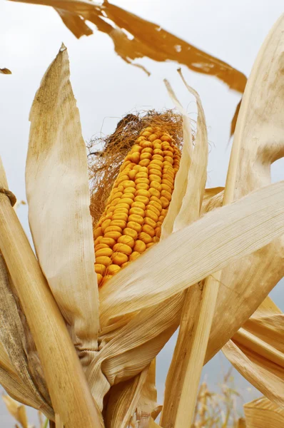 Yellow corn cob — Stock Photo, Image